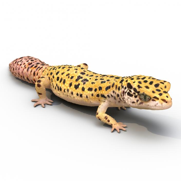 3D Leopard Gecko Walking Pose