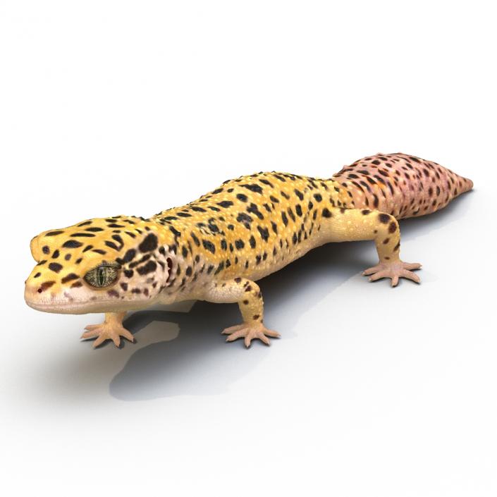 3D Leopard Gecko Walking Pose