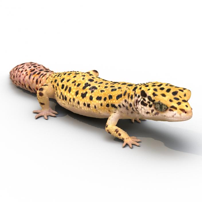 3D Leopard Gecko Walking Pose