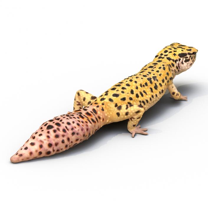 3D Leopard Gecko Walking Pose