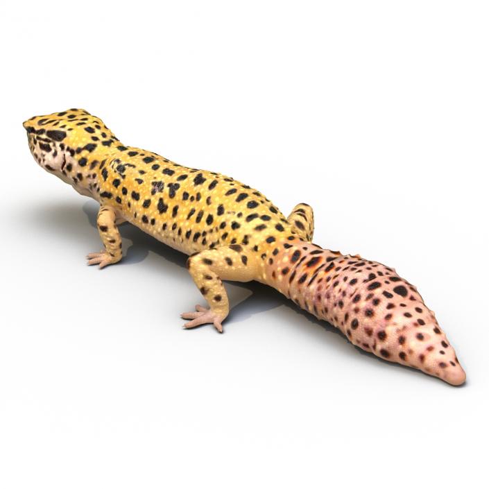 3D Leopard Gecko Walking Pose