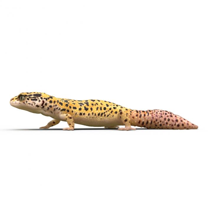 3D Leopard Gecko Walking Pose