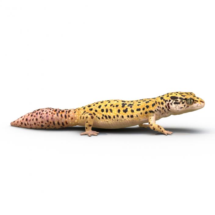 3D Leopard Gecko Walking Pose