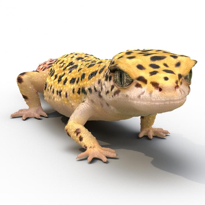 3D Leopard Gecko Walking Pose