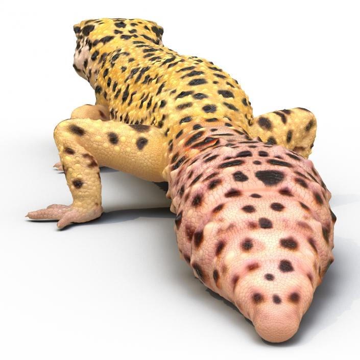 3D Leopard Gecko Walking Pose