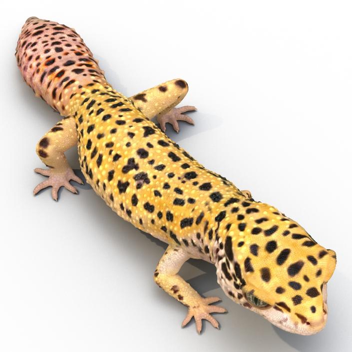 3D Leopard Gecko Walking Pose