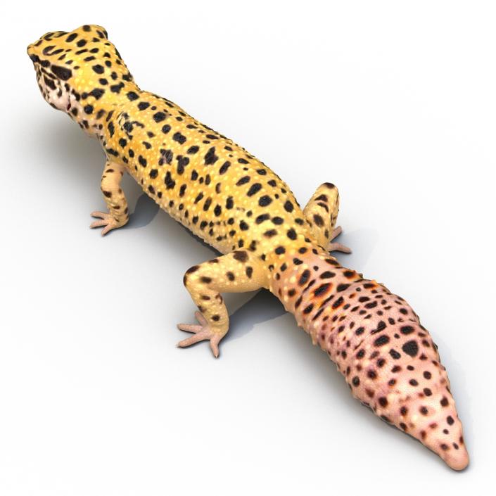 3D Leopard Gecko Walking Pose