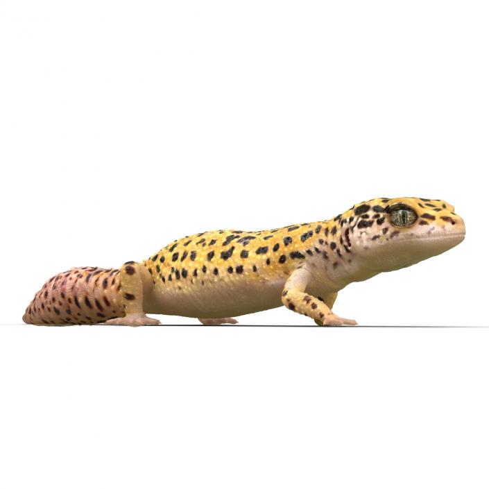 3D Leopard Gecko Walking Pose