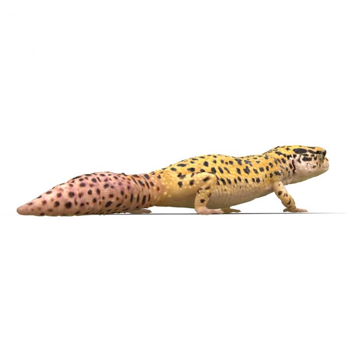 3D Leopard Gecko Walking Pose