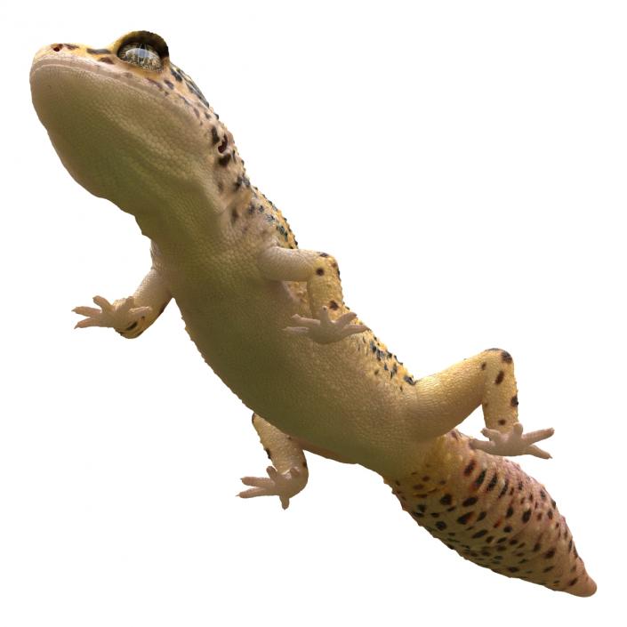 3D Leopard Gecko Walking Pose