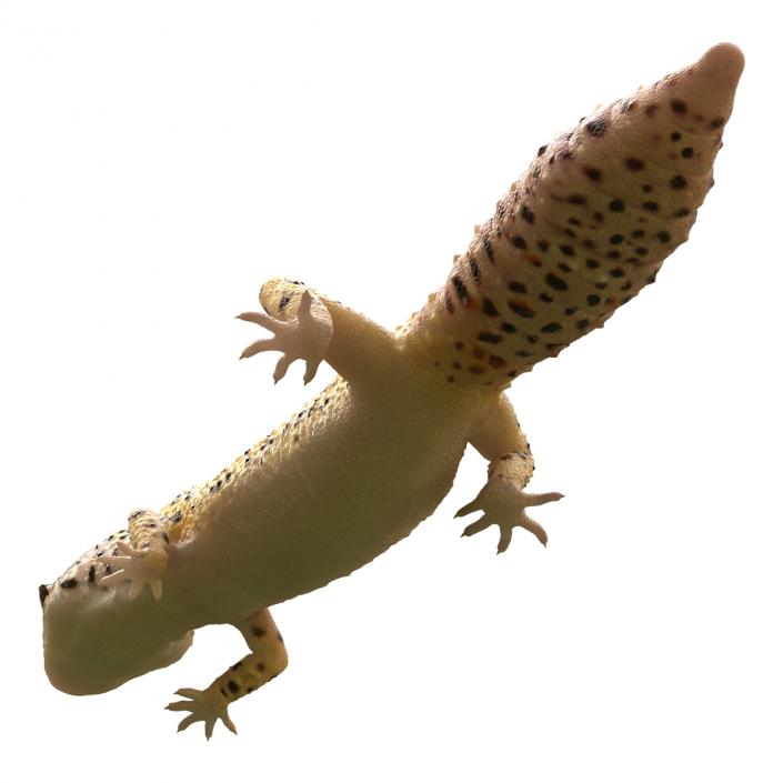 3D Leopard Gecko Walking Pose