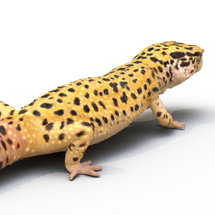 3D Leopard Gecko Walking Pose