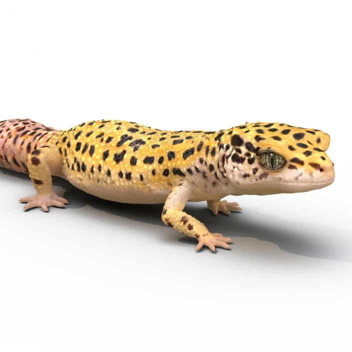 3D Leopard Gecko Walking Pose