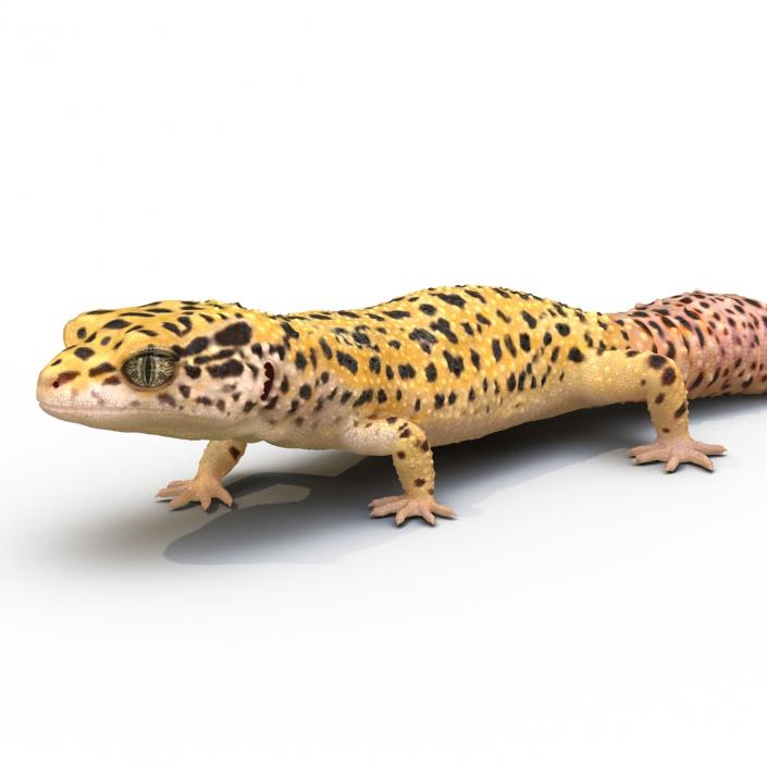 3D Leopard Gecko Walking Pose