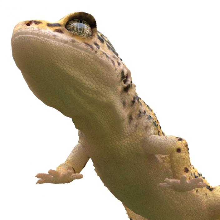 3D Leopard Gecko Walking Pose