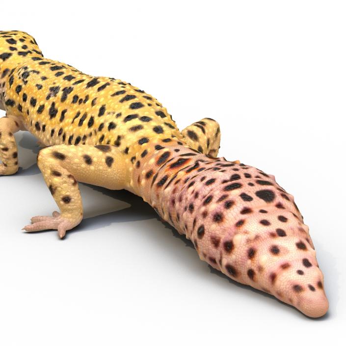 3D Leopard Gecko Walking Pose