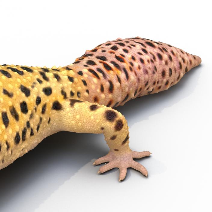 3D Leopard Gecko Walking Pose