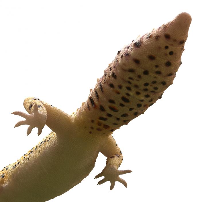 3D Leopard Gecko Walking Pose