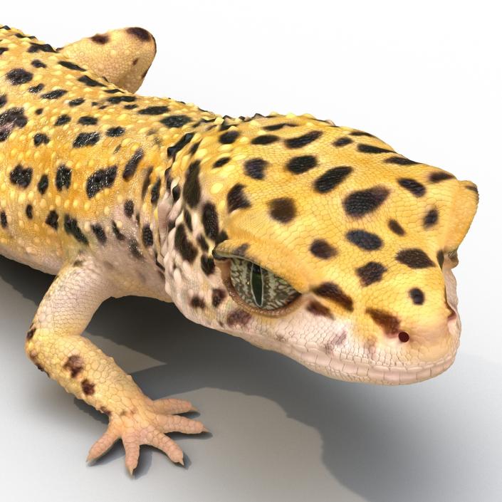 3D Leopard Gecko Walking Pose