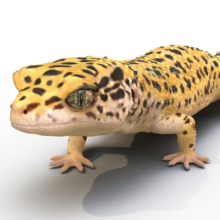 3D Leopard Gecko Walking Pose