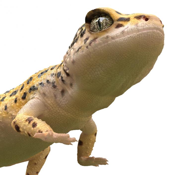 3D Leopard Gecko Walking Pose