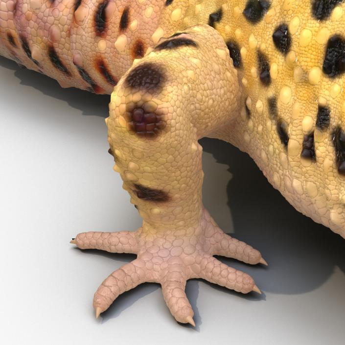 3D Leopard Gecko Walking Pose