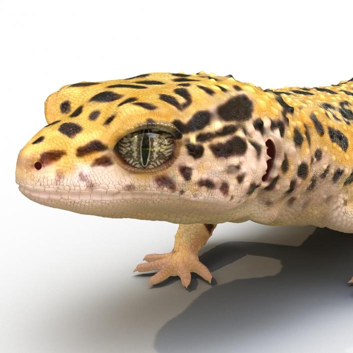 3D Leopard Gecko Walking Pose