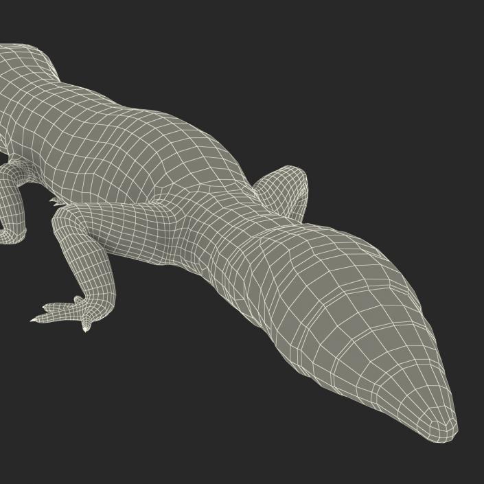 3D Leopard Gecko Walking Pose