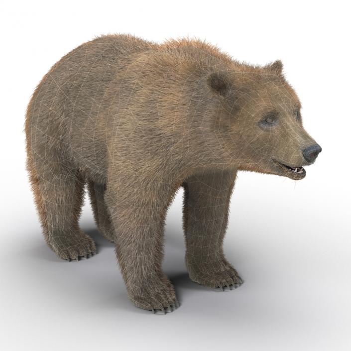 Brown Bear with Fur 3D model