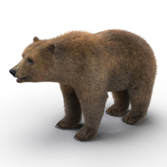 Brown Bear with Fur 3D model