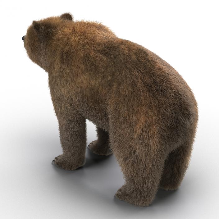 Brown Bear with Fur 3D model