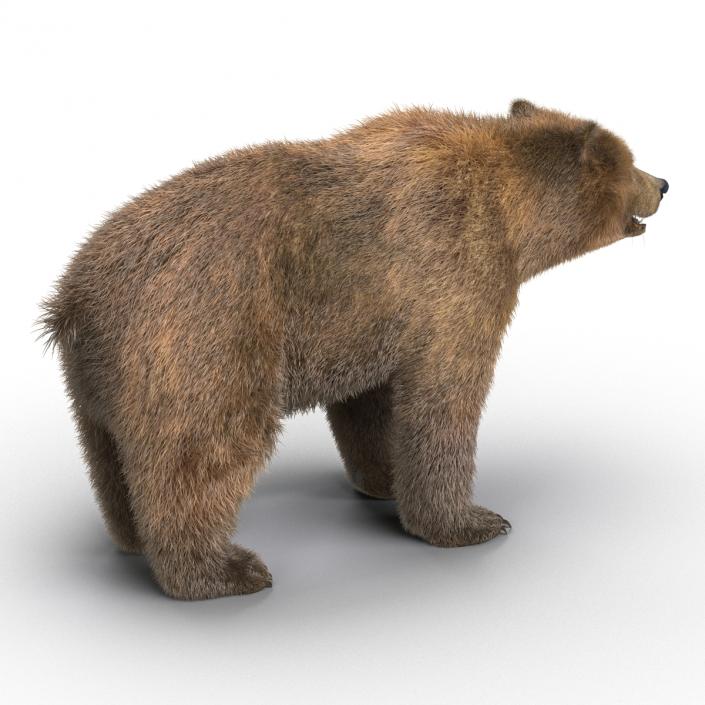 Brown Bear with Fur 3D model