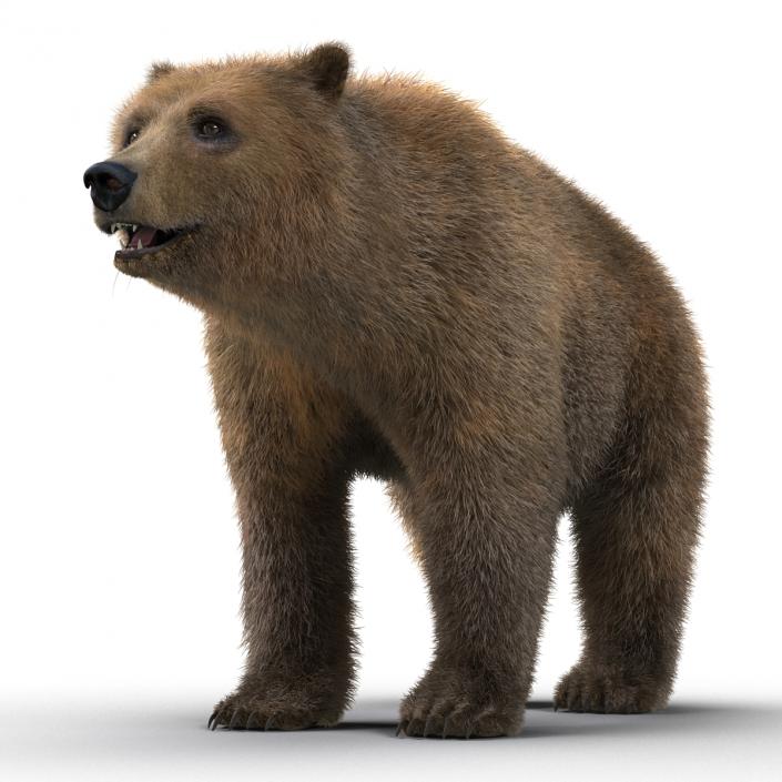 Brown Bear with Fur 3D model