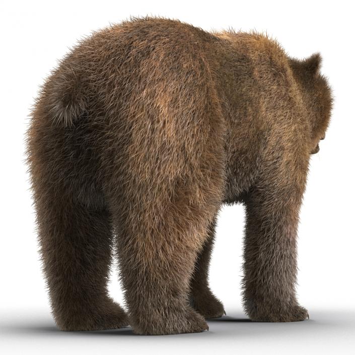 Brown Bear with Fur 3D model