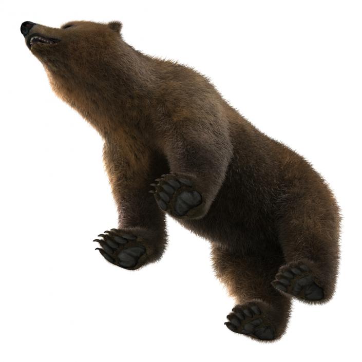 Brown Bear with Fur 3D model