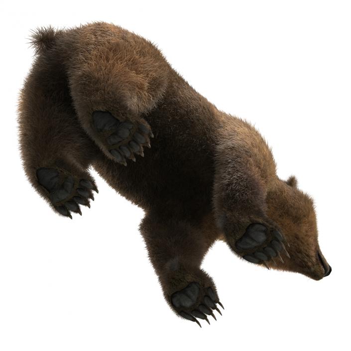 Brown Bear with Fur 3D model