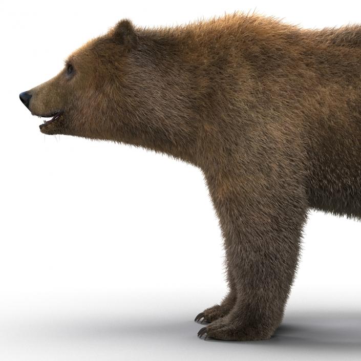 Brown Bear with Fur 3D model