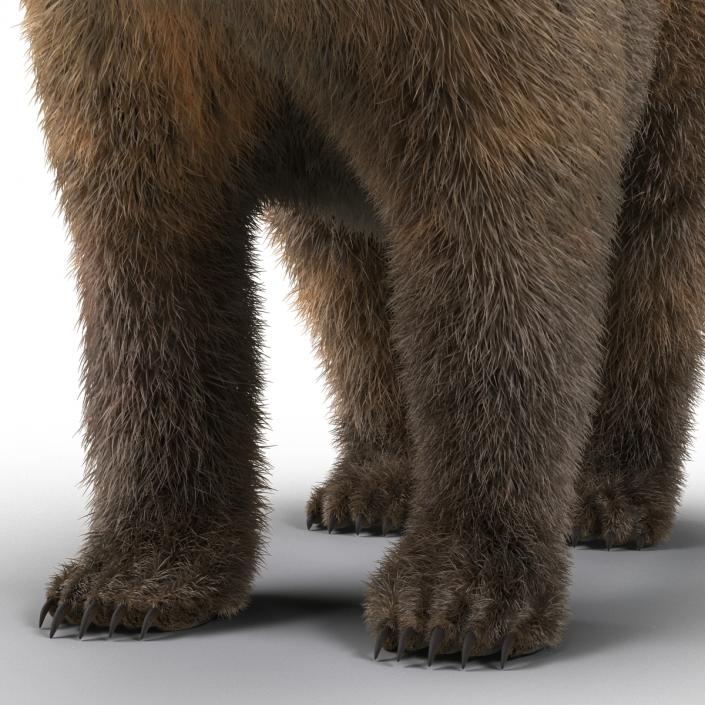 Brown Bear with Fur 3D model