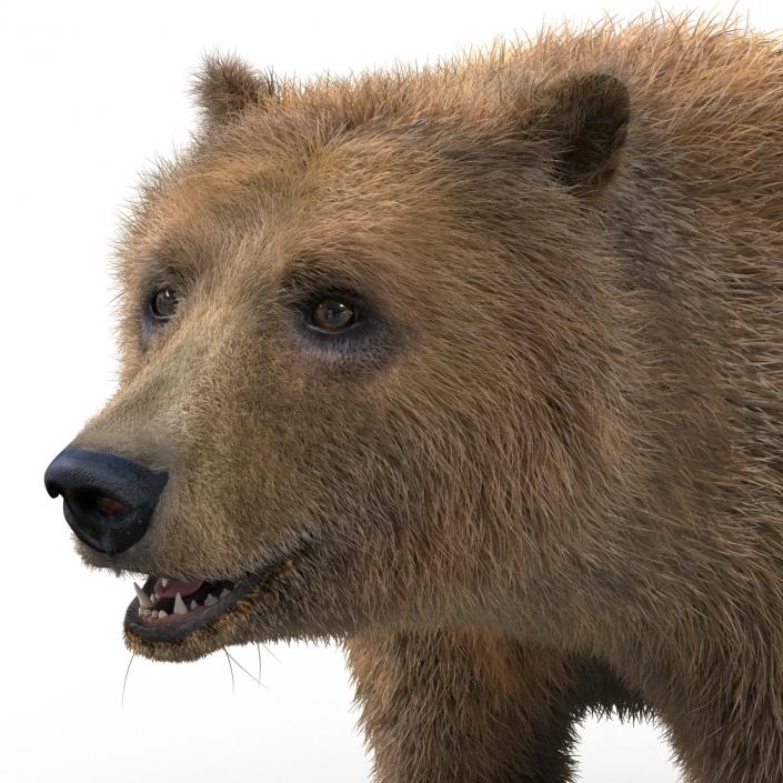 Brown Bear with Fur 3D model