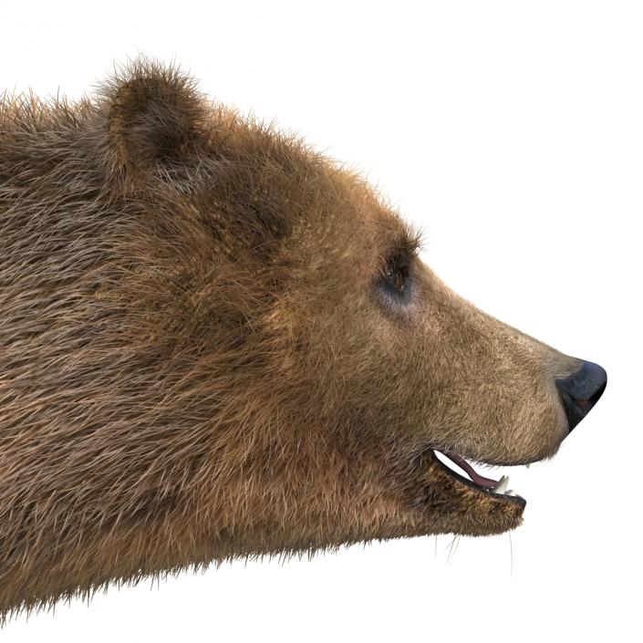 Brown Bear with Fur 3D model