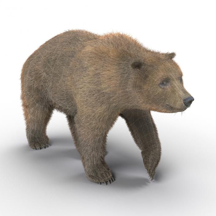 3D Brown Bear with Fur Pose 2