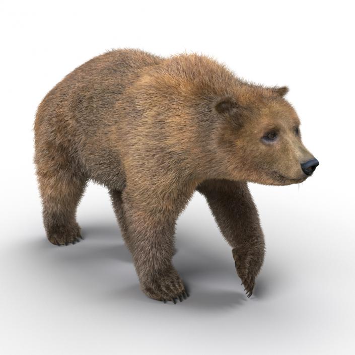 3D Brown Bear with Fur Pose 2