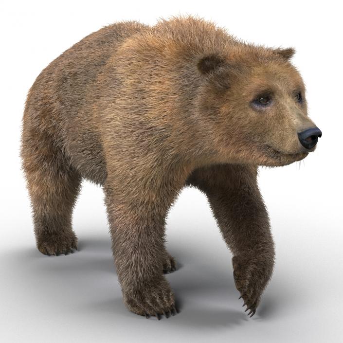 3D Brown Bear with Fur Pose 2