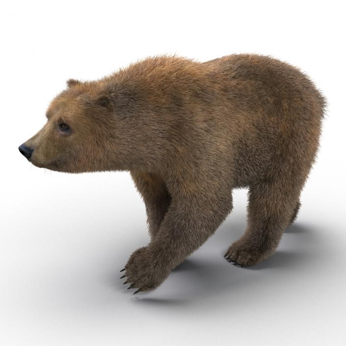 3D Brown Bear with Fur Pose 2