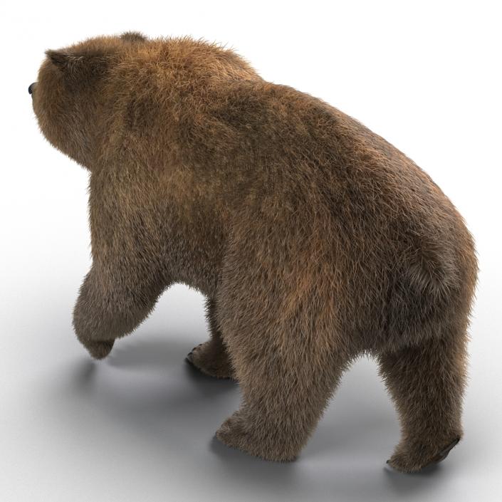 3D Brown Bear with Fur Pose 2