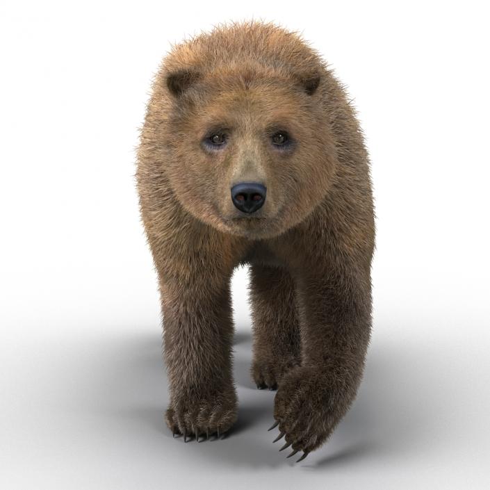 3D Brown Bear with Fur Pose 2