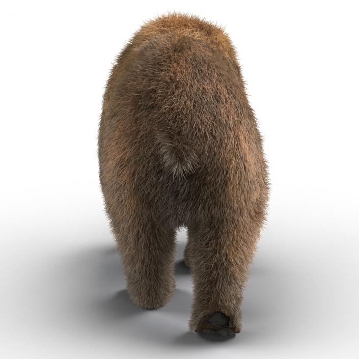 3D Brown Bear with Fur Pose 2