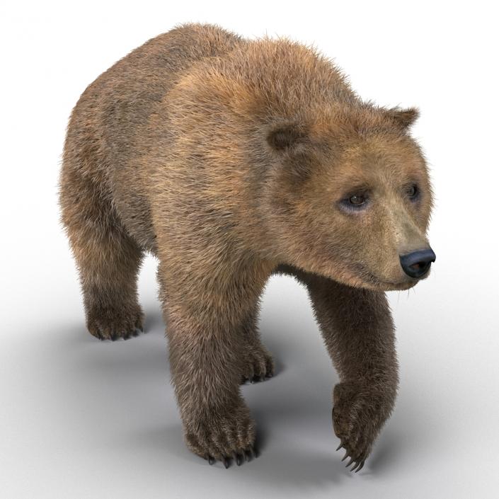 3D Brown Bear with Fur Pose 2