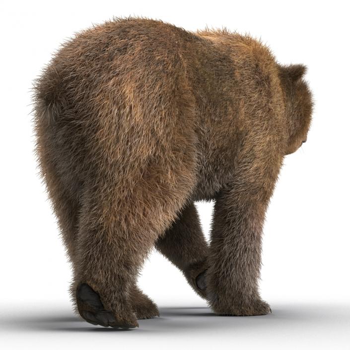 3D Brown Bear with Fur Pose 2