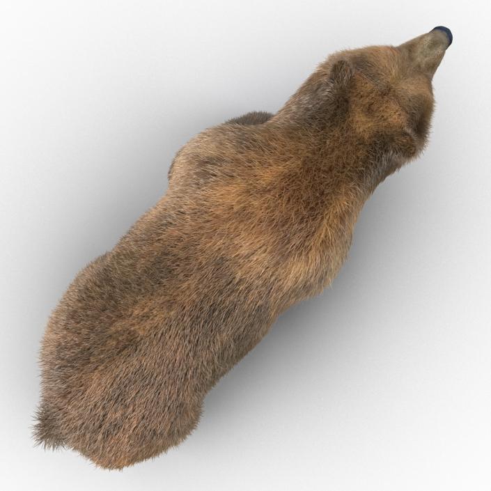 3D Brown Bear with Fur Pose 2